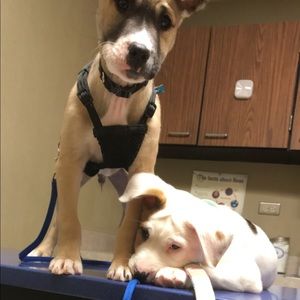 Meet your Posher, Joyce